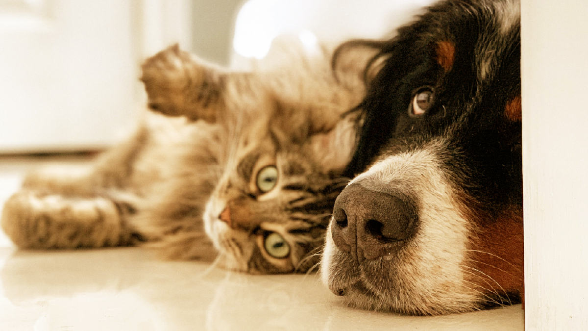 Un chien et un chat
