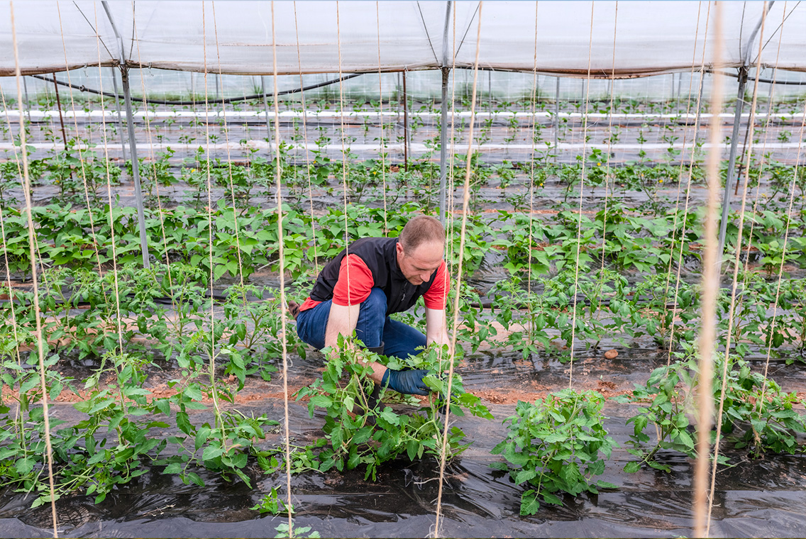 Un agriculteur dans un serre