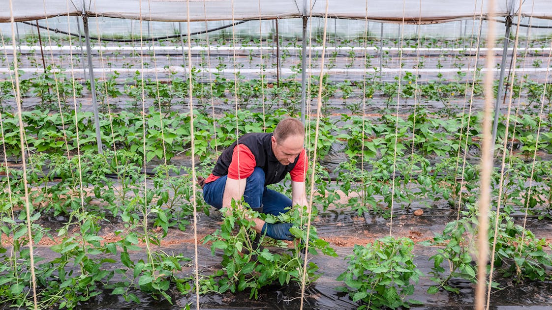 Un agriculteur dans un serre