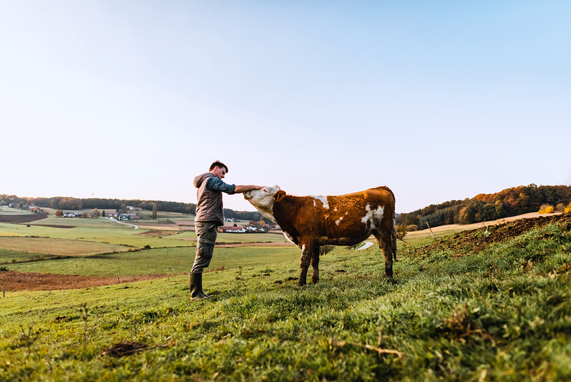 Un agriculteur avec une vache