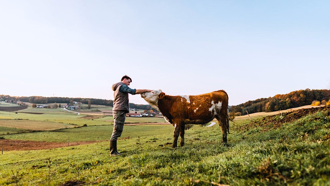 Un agriculteur avec une vache